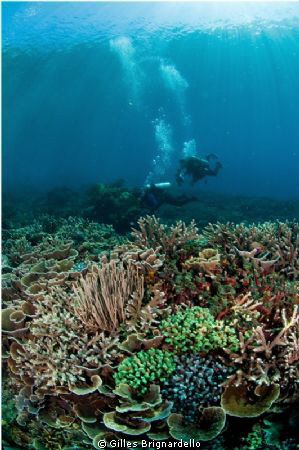reef top , Pantar island, alor archipelago. by Gilles Brignardello 