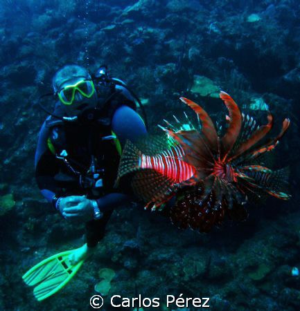 Pelea de Peces Leon @ Fallen Rock Guanica PR by Carlos Pérez 