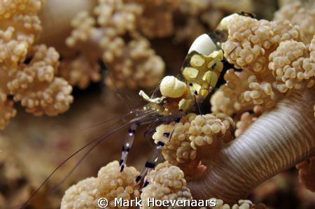 Peacock-Tail Anemone Shrimp on a Flower Anemone at "Small... by Mark Hoevenaars 