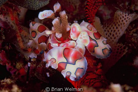 Harlequin Shrimp feeding on sea star
Shot on Fuji Velvia... by Brian Welman 
