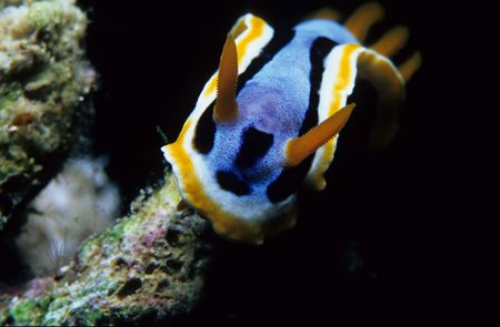 face to face,wakatobi 2004,F90+105mm+close up by Marco Wannenmacher 