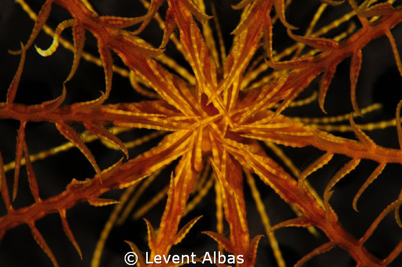 SeaStar by Levent Albas 