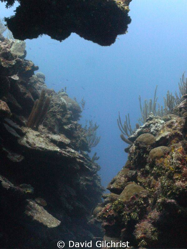 Reef Scenic,Roatan. I enjoy capturing an available light ... by David Gilchrist 