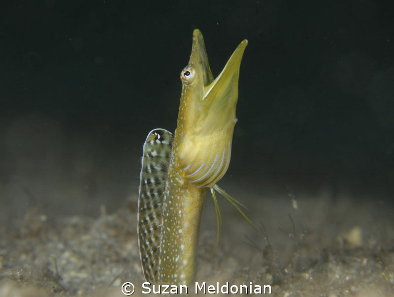 Blue Throat Pike Blenny Singin' da Blues by Suzan Meldonian 