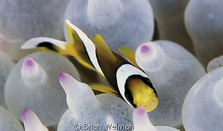 Peek a Boo
Taken on Fuji Velvia Slide with 105mm lens an... by Brian Welman 