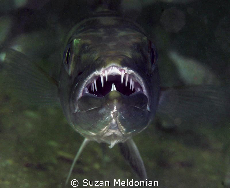 When suddenly out of the murk... by Suzan Meldonian 