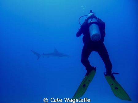Hunting the hunter... by Cate Wagstaffe 