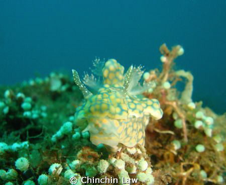 sinuate ceratosoma, maumere by Chinchin Law 
