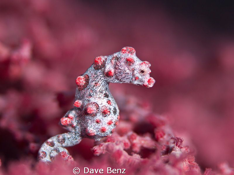 So small and soooo sweet... by Dave Benz 