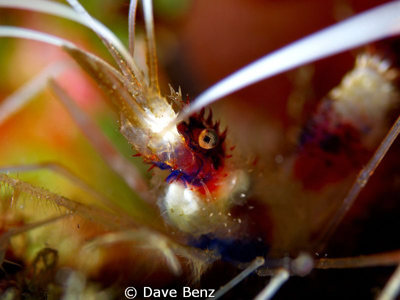 Macro shooting in the great waters of Curacao,N.A. by Dave Benz 