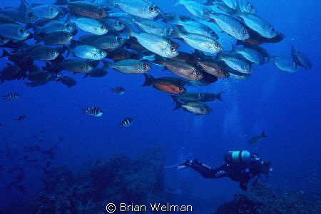 "Follow the Leader" by Brian Welman 
