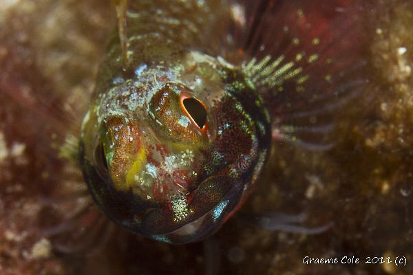 Theefin about 1.5cm long got to love there colors. by Graeme Cole 