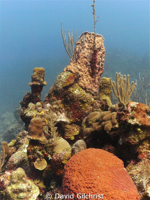 Another Roatan reef scenic with available light. by David Gilchrist 