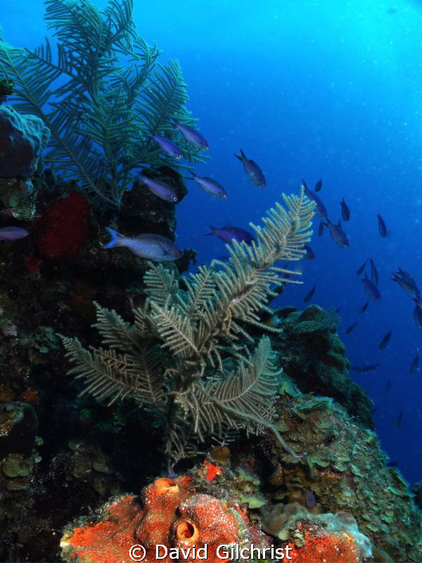 Reef Scenic 1, Belize Barrier Reef near Gallows Point.
S... by David Gilchrist 