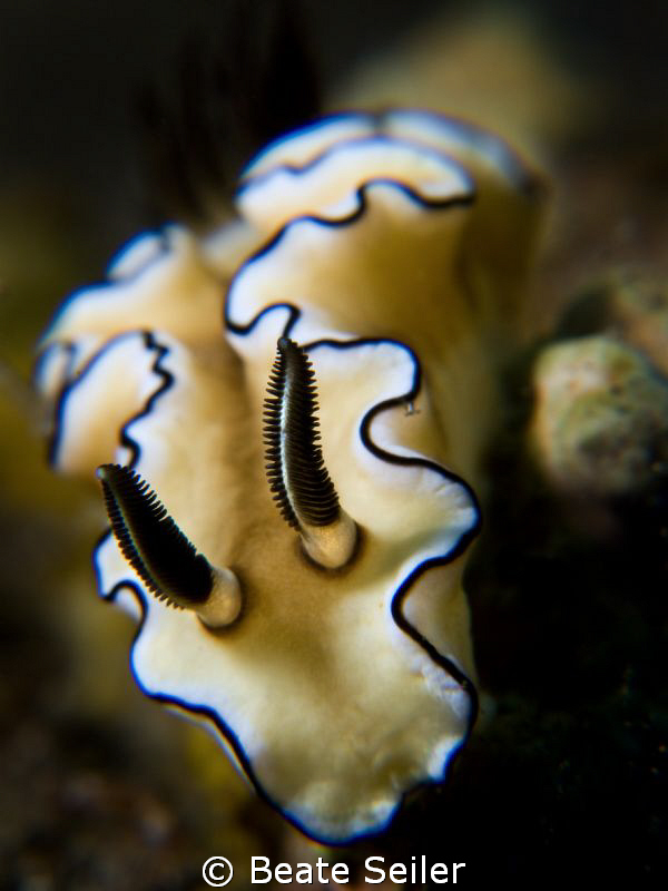 Glossodoris atromarginata, taken with Canon G10 and UCL165 by Beate Seiler 