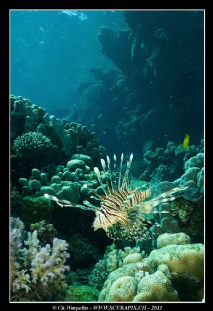 Pterois volitans by Christophe Warpelin 