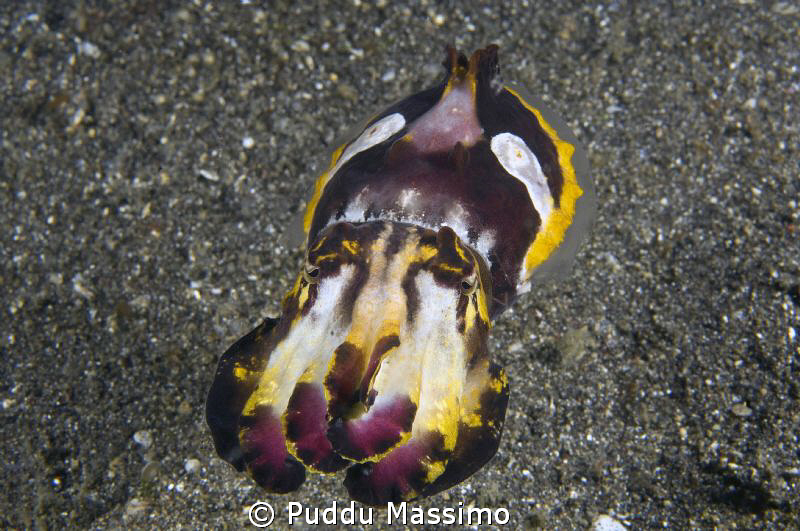 flamboyant cuttlefish in Lembeh,nikon d2x 60mm macro by Puddu Massimo 