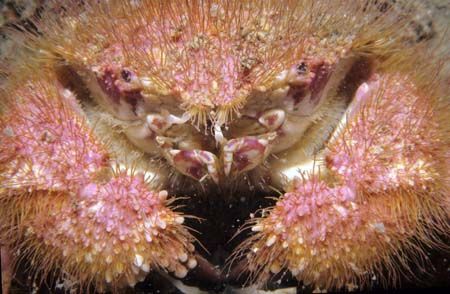 Hairy One by Chris Kennedy 