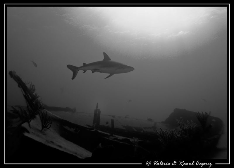 The king of the wreck by Raoul Caprez 