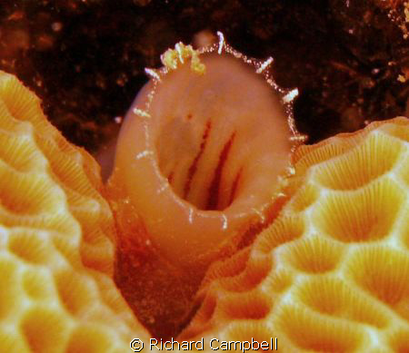 thristy..ahhhh (sealife DC1000) by Richard Campbell 