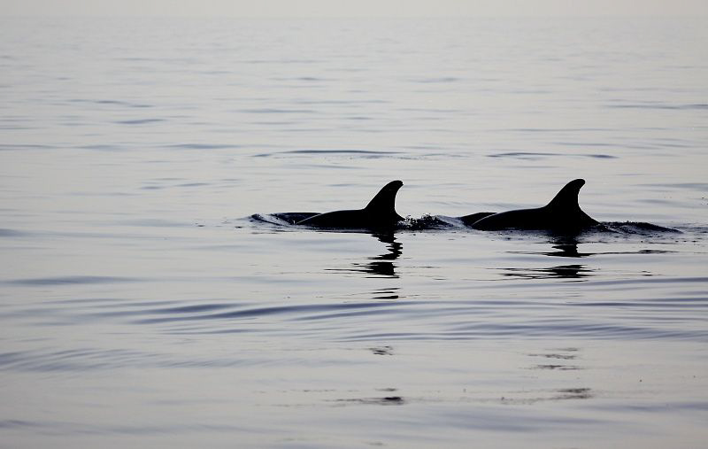 Dolphins by Veronika Matějková 