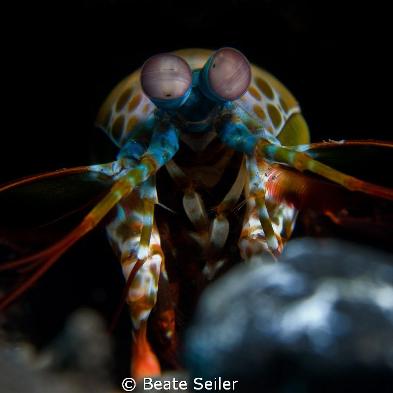 Mantis shrimp, taken with Canon G10 and UCL165 by Beate Seiler 