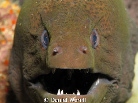I'm angry by Daniel Wernli 