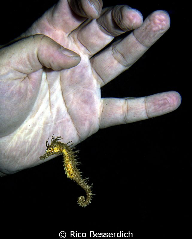 "Seahorse in danger" . NEVER DO THIS ! To my sitemod coll... by Rico Besserdich 