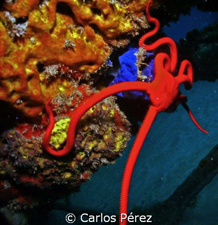 Red Serpent Star @ Crash Boat Beach Aguadilla PR by Carlos Pérez 