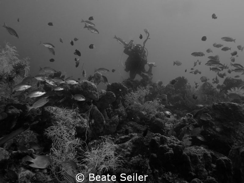 Reef with diver by Beate Seiler 