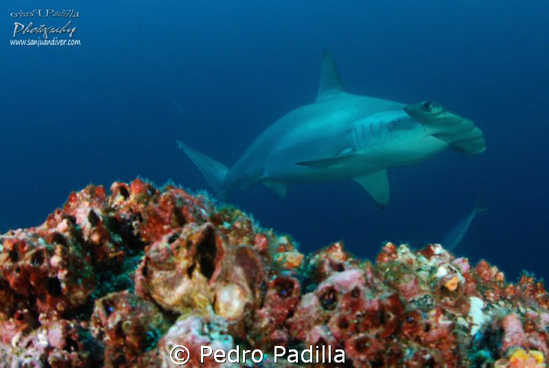 Hammerhead near turn @ Coco Island
Nikon D80 with 15mm l... by Pedro Padilla 
