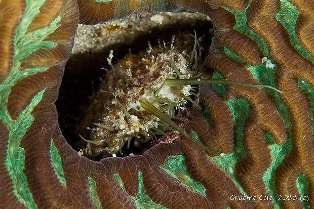 Molisc of some sort not really sure. Its about 10mm in si... by Graeme Cole 