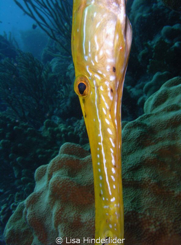 Yellow phase trumpet "in position!" by Lisa Hinderlider 