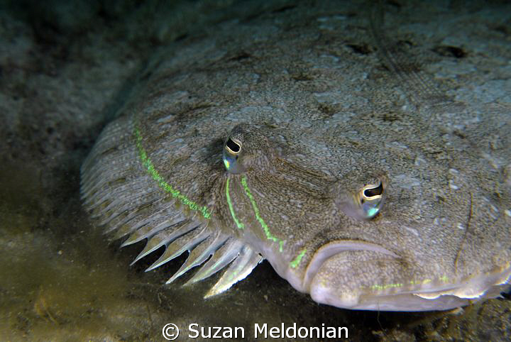 Flounder in 'attraction' phase by Suzan Meldonian 