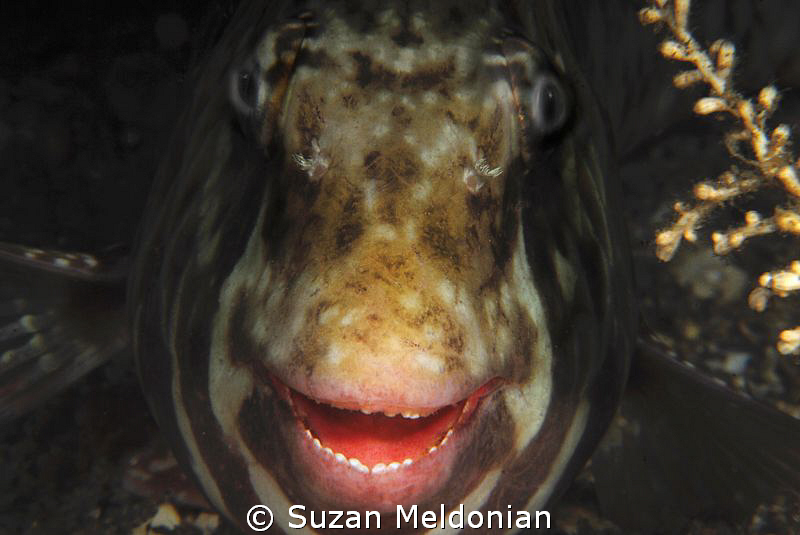 Red lipped -lip smacking Parrotfish. by Suzan Meldonian 