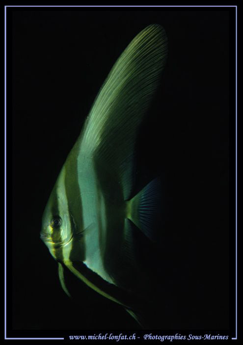 A Tall fin batfish in the waters of Lembeh Strait... Que ... by Michel Lonfat 