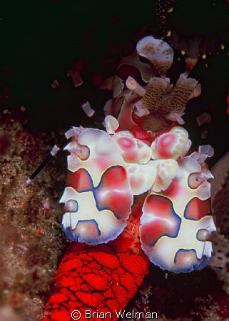 Harlequin Shrimp Feeding by Brian Welman 