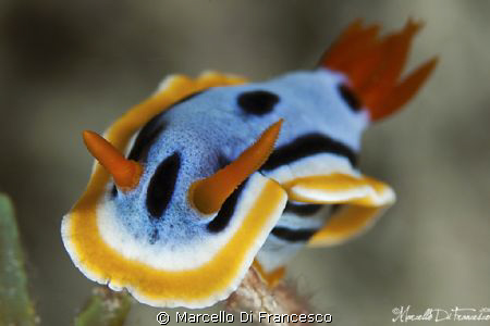 Nudi
 by Marcello Di Francesco 