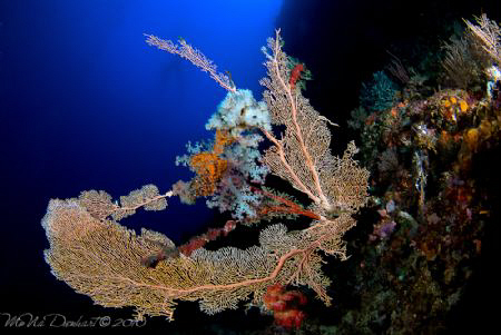 One of the countless huge seafans around Maumere. These w... by Mona Dienhart 