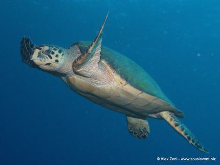 hawksbill turtle by Alex Zeni 