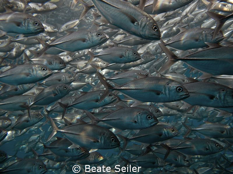 The end of the dive at U.S. Liberty / Tulamben / Bali by Beate Seiler 
