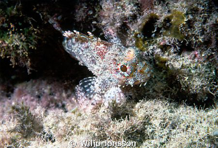 Scorpion fish at Fuerteventura, Spain
 by Wiljo Jonsson 