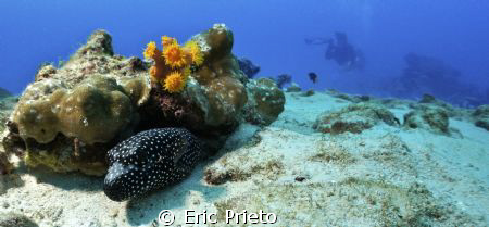 isla Coco... 
not only Hammerhead in coco.... by Eric Prieto 