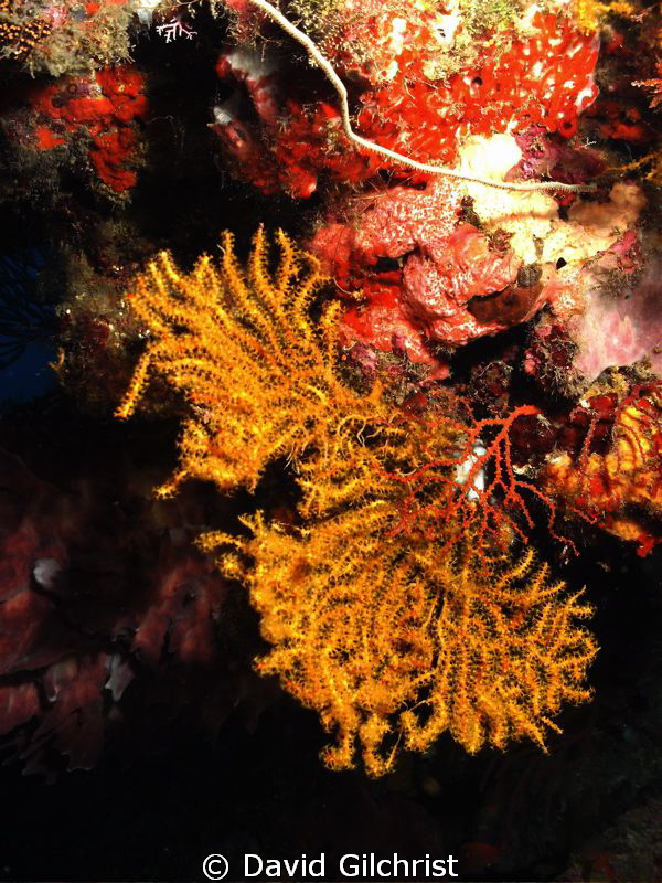 A burst of color, in a beautiful coral formation, under a... by David Gilchrist 