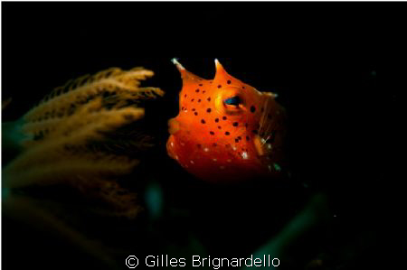 my first try with a snoot, luky this guy was not moving m... by Gilles Brignardello 
