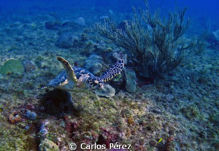 Green Turtle @ El Natural Beach Aguadilla, PR by Carlos Pérez 