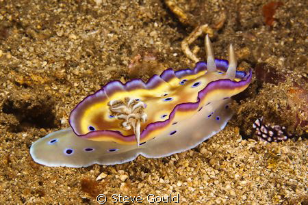 "Up And Running".  Chromodoris kuniei, captured at Wakato... by Steve Gould 