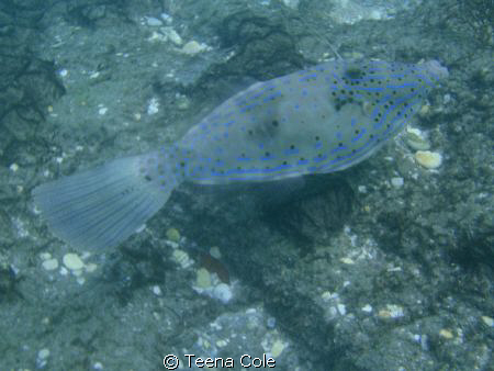 File fish swimming and feeding off rocks at Boynton Beach... by Teena Cole 