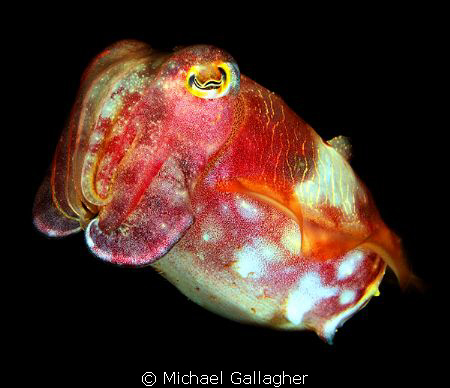 Juvenile Cuttlefish, Byron Bay, Australia. by Michael Gallagher 