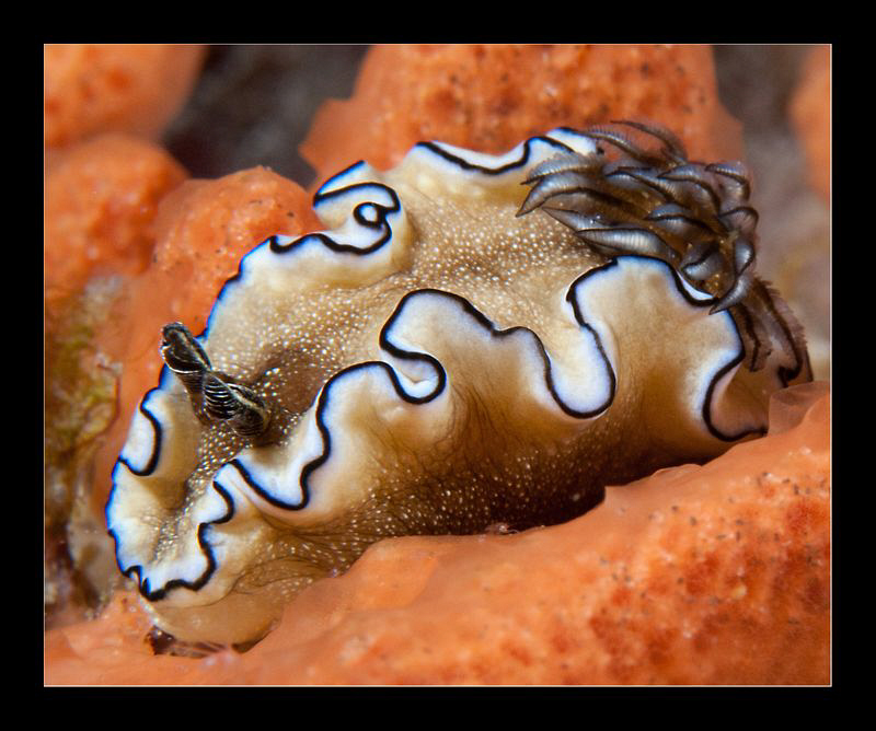 Glossodoris atromarginata by Charles Wright 